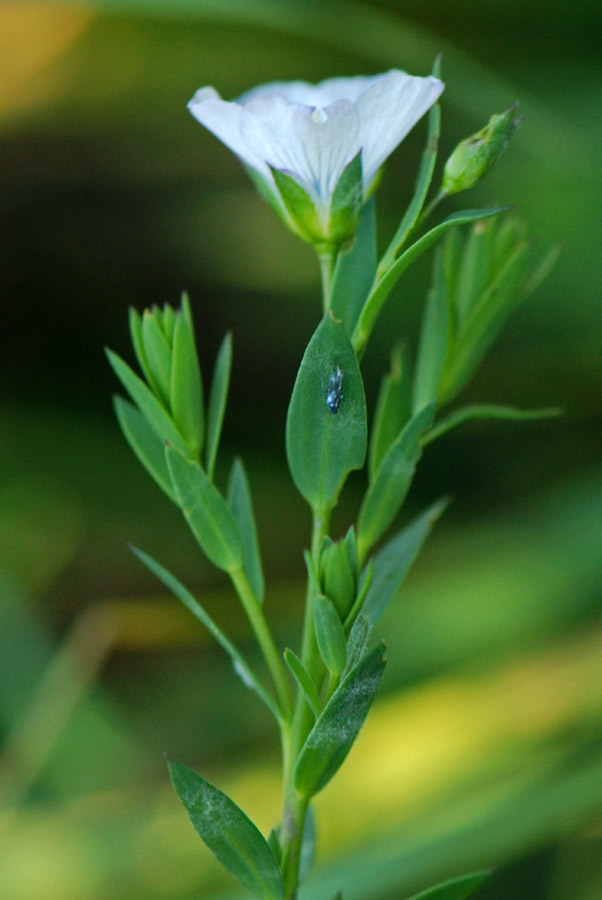 Linum bienne (Malpighiales - Linaceae)